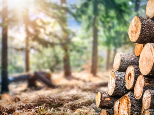 Identifying Softwood Logs