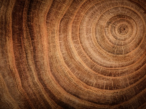 Identifying Hardwood Logs